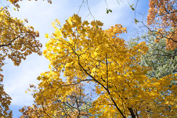Yellow leaves on blue sky background