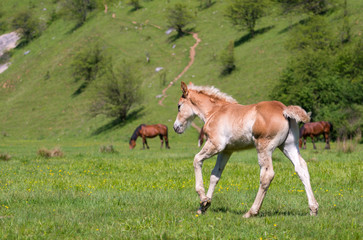 Little foal on a green grass field