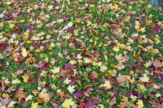 Yellow, orange and red autumn leaves in beautiful park.