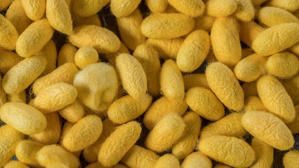 Yellow cocoons for sericulture in silk production