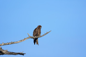 トビ(Black Kite)