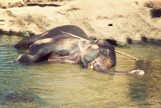 Elepants Bathing in River Sri Lanka, Ceylon