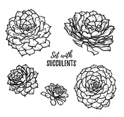 Hand drawn vector illustrations - set with succulents. Sketch on