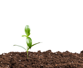 Young plant isolated on white