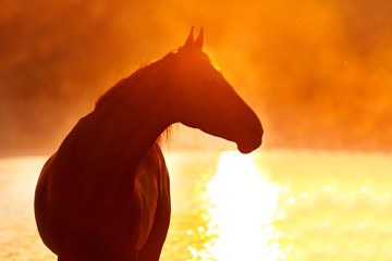 Horse portrait against river at sunrise