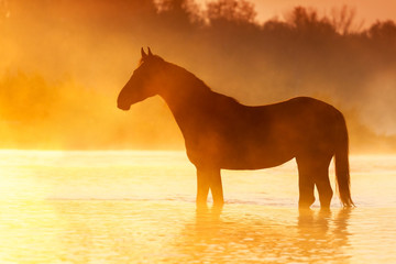 Horse silhouette at sunrise fog in mountain river