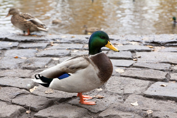 Ducks on the river bank