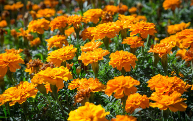 Orange French marigolds on the bed