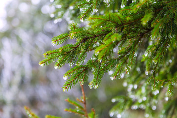 Melting snow on fir-tree branches