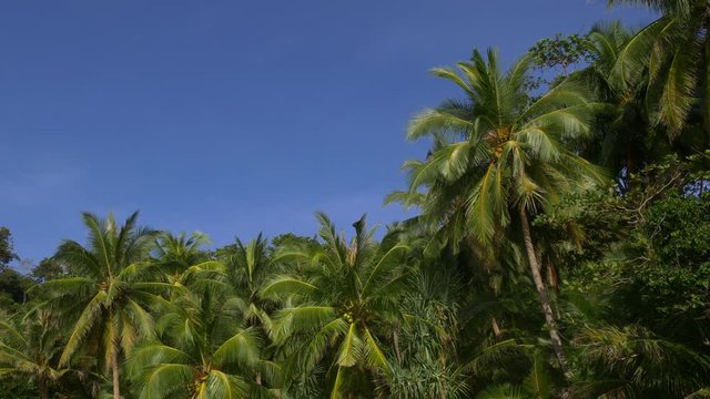 summer day famous phuket freedom beach palm tree tops panorama 4k thailand

