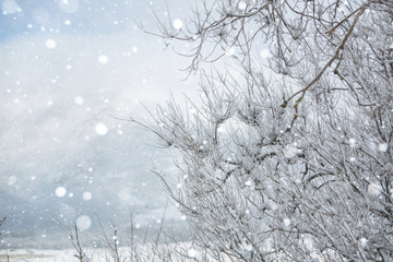 Fototapeta premium Winter city. Snow-covered park. Snowfall. Winter background.