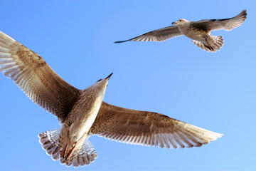 Seagull against sky