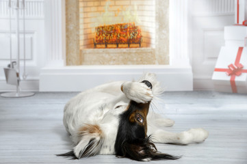 Lustiger, süßer Hund mit schwarz-weißem Gesicht in einem  Wohnzimmer liegt auf dem Rücken und hat eine Pfote auf der Nase  - 118974752