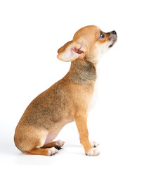 One puppy of Chihuahua