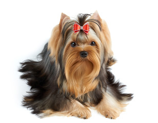 Dog with red bow