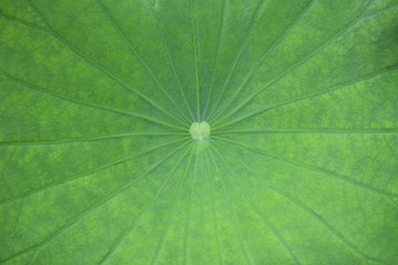 Fototapeta na wymiar Close-up of a lotus leaf.
