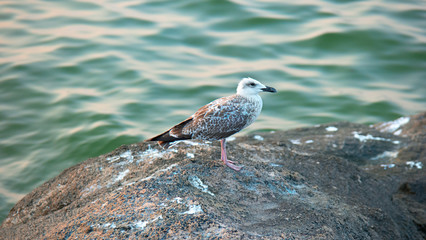 Seagull Standing on Rock side view in front of green sea water