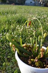 Darlingtonia californica en fleur