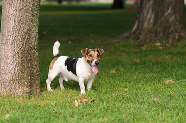 Dog in the park for a walk