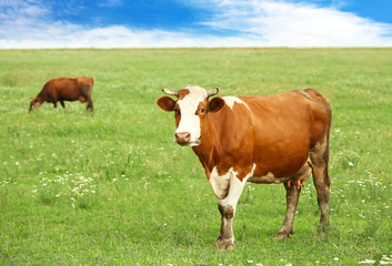 Fototapeta na wymiar Cows on the meadow