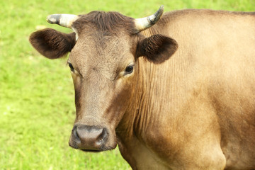 Obraz na płótnie Canvas Single cow on the meadow