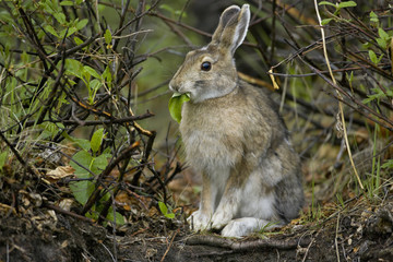 Snowshoe hare, Arctic National Wildlife Refuge, Alaska