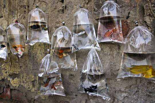 Colourful fish for sale hanging in plastic bags of water at a market in Kolkata. 