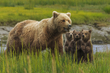 Brown bear sow and cubs, Lake Clark National Park, Alaska, USA