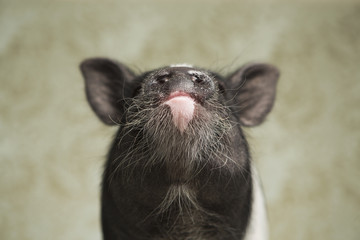 Portrait of a Pig in Wealthy Home setting