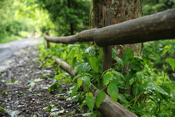 Road in mountain forest