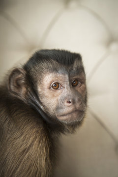 A capuchin monkey seated on a button backed upholstered chair.