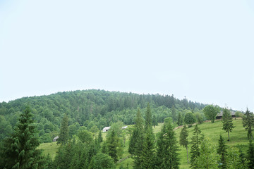Fototapeta premium Green forest hills