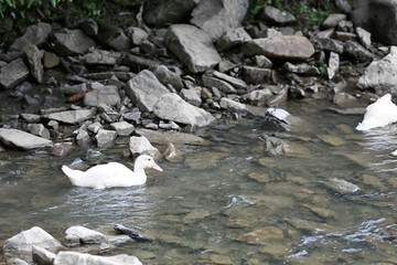 White ducks on a river