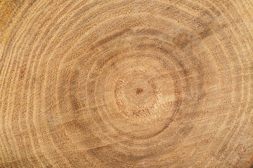 Naklejka premium Tree trunk cross section, closeup