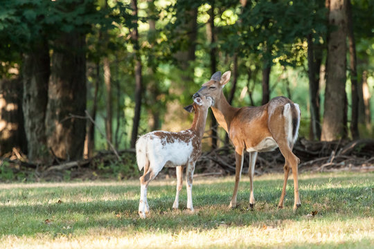 Whitetail Deer Doe and Fawn © Erin Cadigan