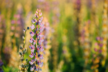 Fototapeta premium Wild Flowers Lupine In Summer Field Meadow. Close Up. Copyspace.