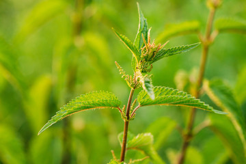 Nettle Twig, Stinging Nettle, Urtica Dioica In Summer Field. Close Up
