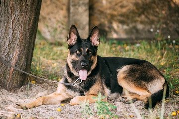Staring Eyes Purebred  German Shepherd Adult Dog, Alsatian Wolf 