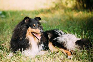 Staring To Camera Tricolor Scottish Rough Long-Haired Collie Las