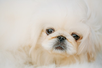 White Pekingese Pekinese Peke Whelp Puppy Dog