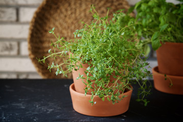 Home-grown thyme in a pot