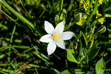 Anémone narcissiflora.