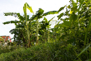 Forest Lawn banana plantations.