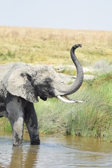 éléphant jouant dans une rivière
