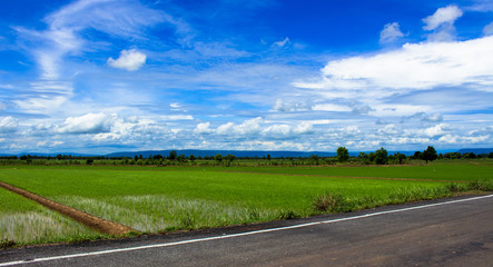 Rice field Landscape