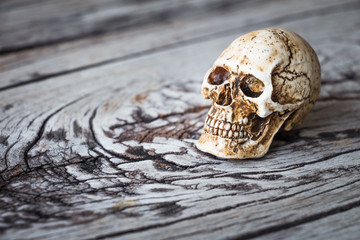 Halloween decoration with skull on wooden background