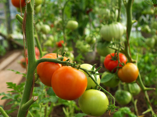 Ripe and green tomatoes growing on stem in greenhouse