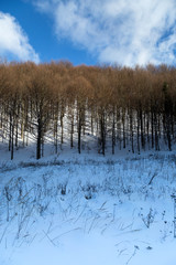 deciduous trees in winter