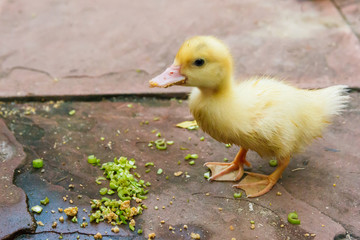 Ducklings eating food.