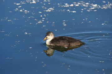 Giovane folaga che nuota sull'acqua